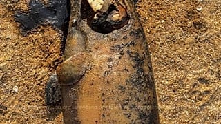 Погибший дельфин