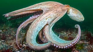 A Common Octopus.
