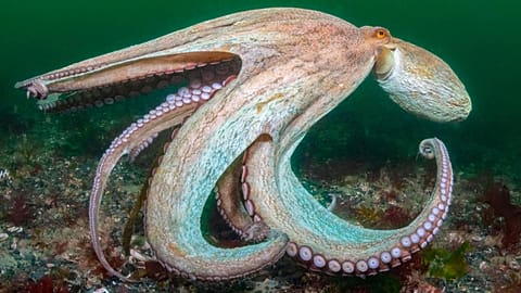 A Common Octopus.