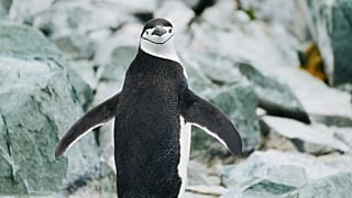Los pingüinos de barbijo recurren a microsueños para sobrellevar las exigencias del cuidado de sus crías.