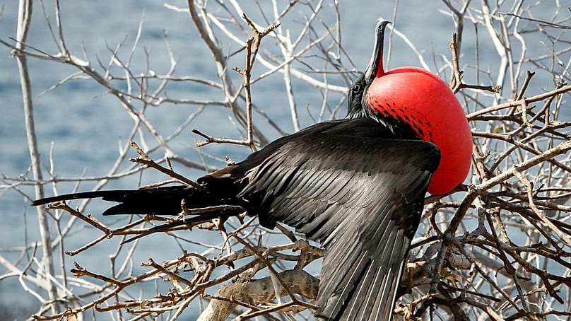 طيور الفرقاط تغتنم بعض النوم أثناء الطيران.