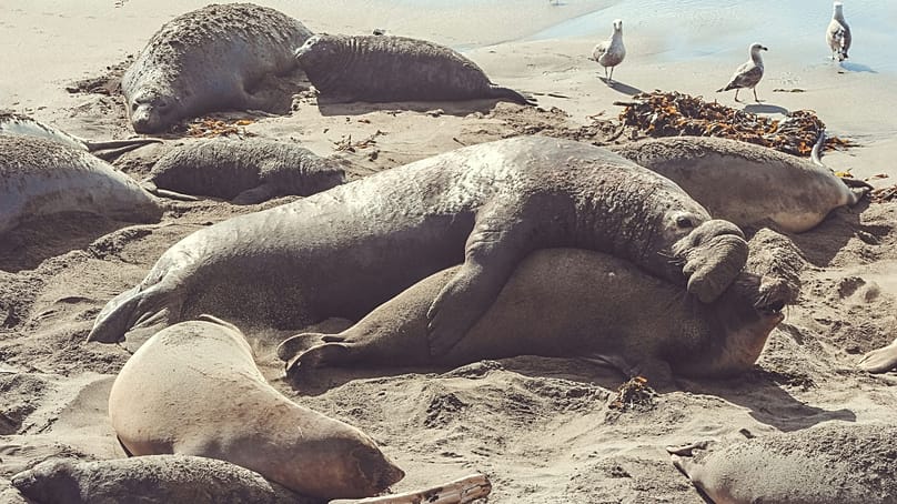 فقمات الفيل تغفو أثناء الغوص.