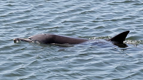 A dolphin swims in Orange County's Bolsa Chica wetlands in Huntington Beach, Calif. on Friday, April 27, 2012.