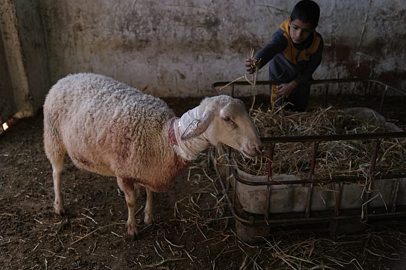 A Palestinian boy shows one of the sheep that was injured during an Israeli settlers attack in the town of As Samu', near the West Bank city of Hebron, Tuesday, Dec. 23, 2025.
