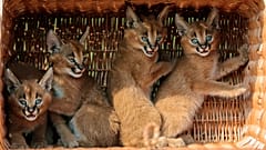 کاراکال