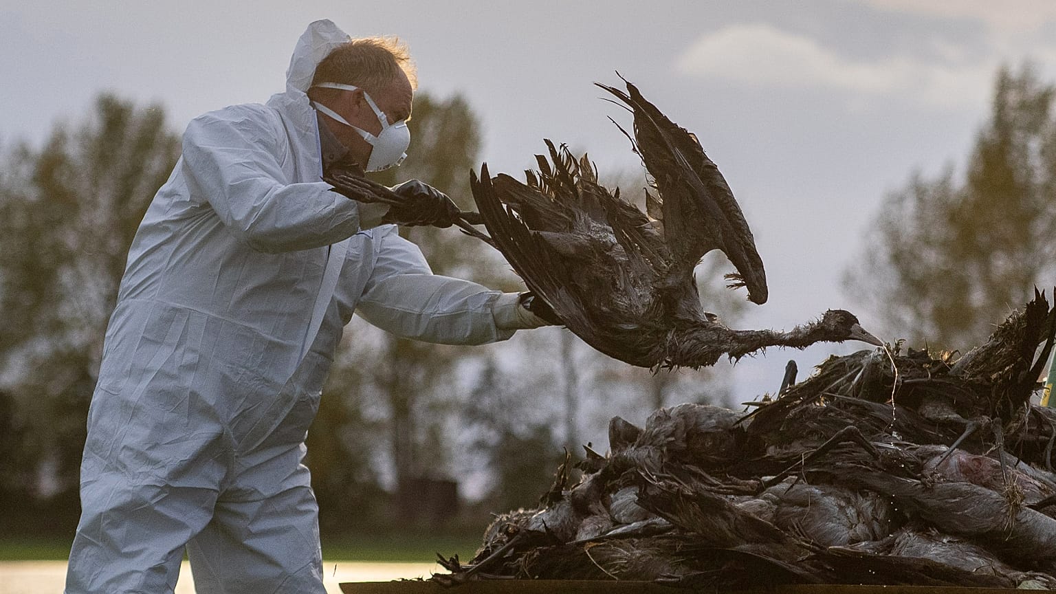 Unos especialistas inspeccionan otro foco de gripe aviar en Alemania este mismo otoño