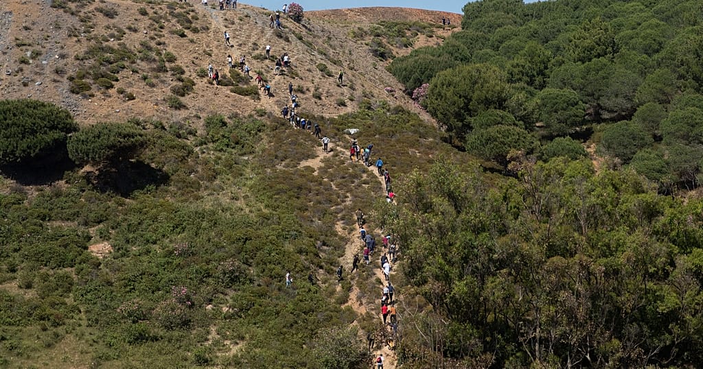 Rare bird species thrives in Morocco after succesful breeding program