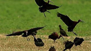 L’ibis chauve du nord renaît au Maroc grâce aux efforts de conservation