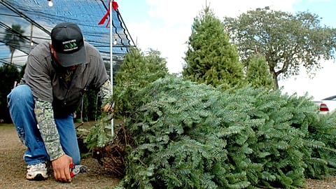 Архив: программа Christmas Tree Extension, Арлинген.