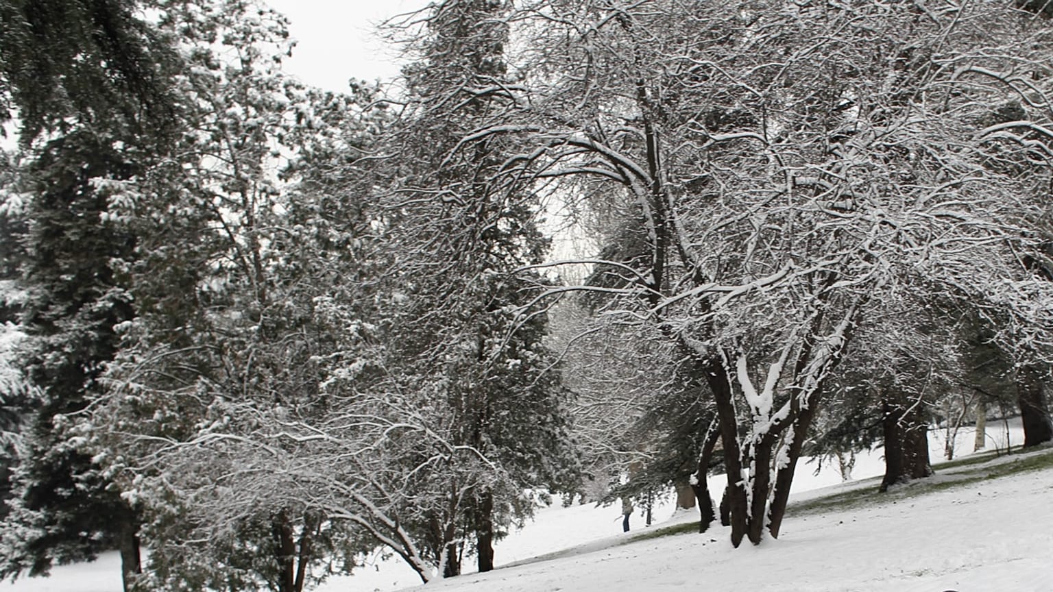 Nevada en España. Archivo