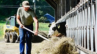 مزارع يطعم بقرة