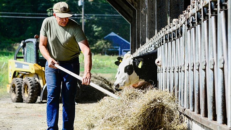 محاولة تسميم بقرة في المغرب.. محاكمة مواطن بالسجن لمدة سنة مع غرامة مالية 