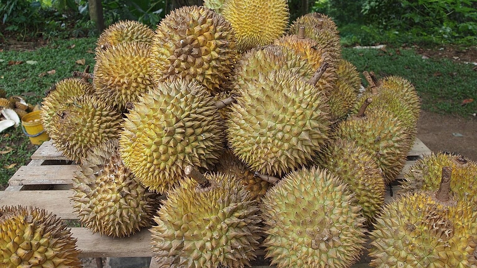 Durian meyvesi