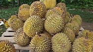 Durian meyvesi
