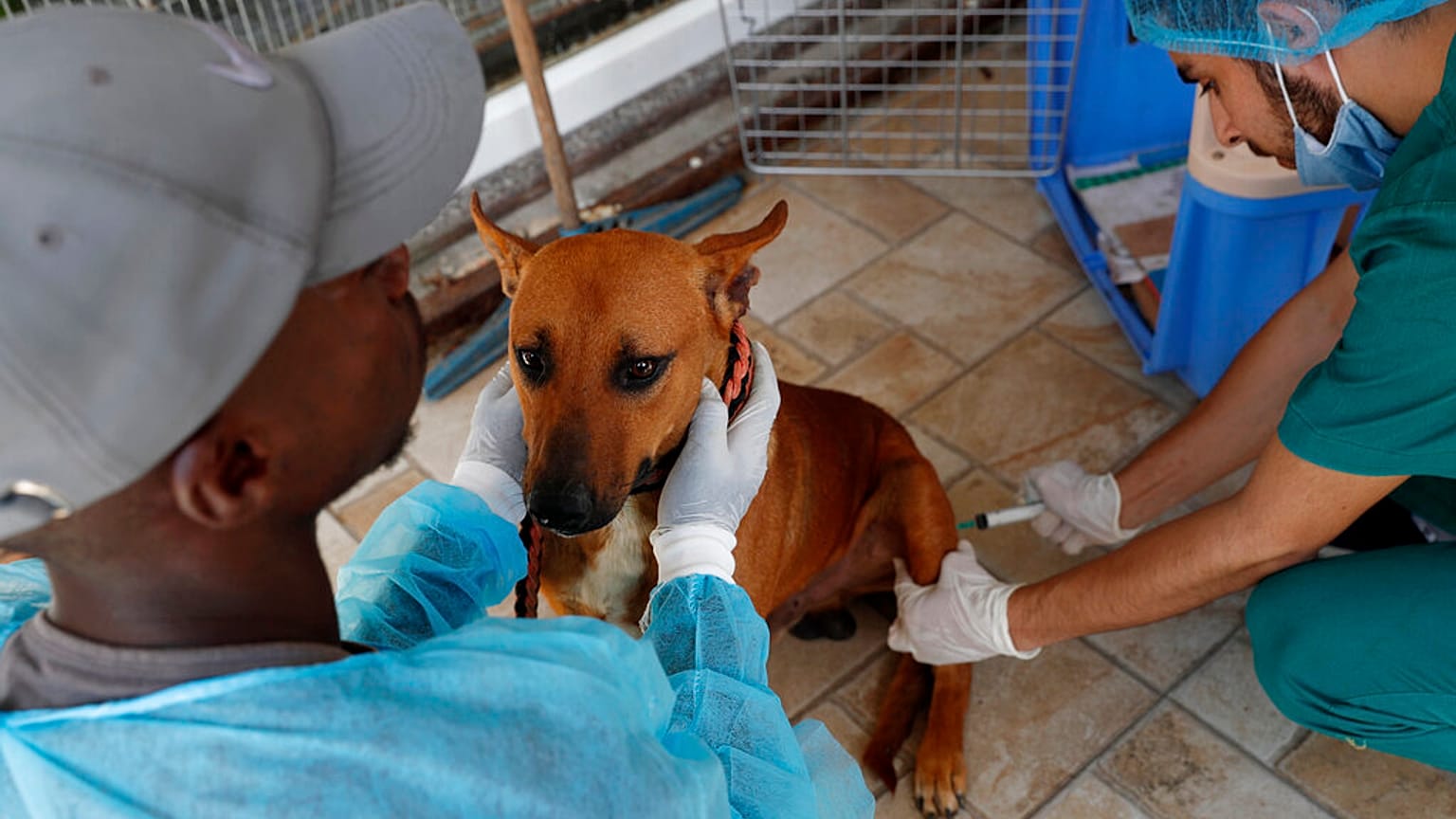 صورة تعبيرية- لطبيب بيطري فلسطيني يحقن مخدراً لإجراء عملية تعقيم في عيادة بمدينة غزة، يوم الاثنين 13 يوليو/تموز 2020.
