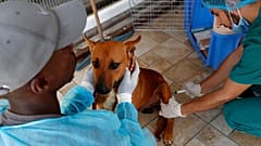 صورة تعبيرية- لطبيب بيطري فلسطيني يحقن مخدراً لإجراء عملية تعقيم في عيادة بمدينة غزة، يوم الاثنين 13 يوليو/تموز 2020.
