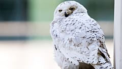 Une femelle de harfang des neiges se repose sur le rebord d'un immeuble à Washington, vendredi 24 janvier 2014.