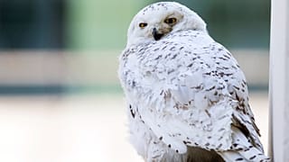 A female snowy owl rests on a ledge of a building in Washington, Friday, Jan. 24, 2014. 