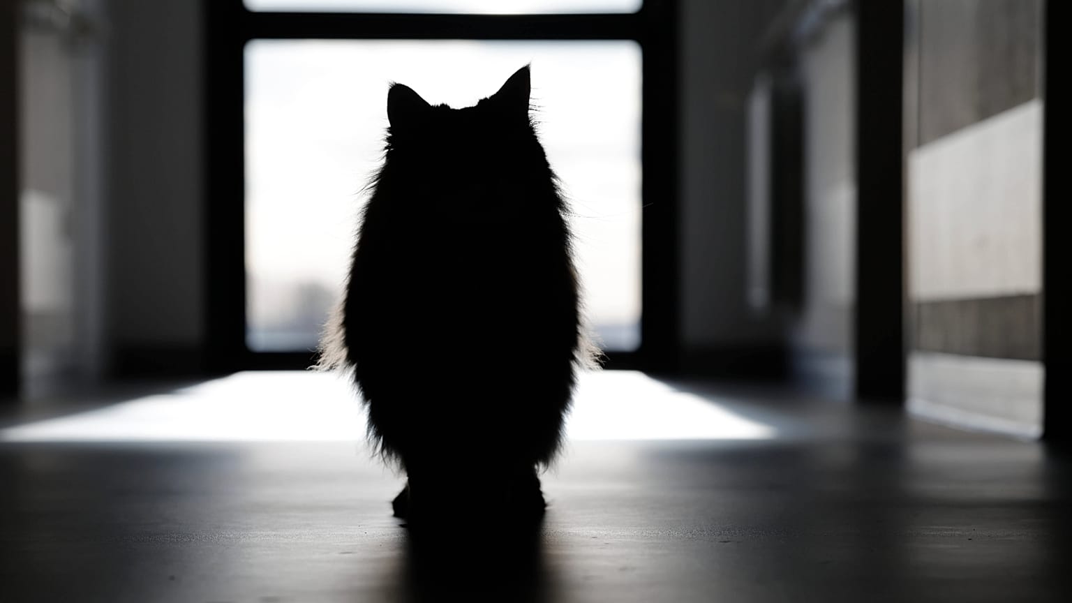 Μια γάτα περπατά σε ένα διάδρομο στη μονάδα παρηγορητικής φροντίδας του δημόσιου νοσοκομείου της Boulogne-sur-Mer στη βόρεια Γαλλία, Πέμπτη 20 Νοεμβρίου 2025.