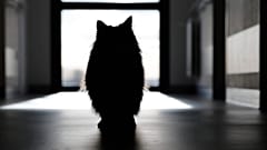 Un chat traverse un couloir de l'unité de soins palliatifs de l'hôpital public de Boulogne-sur-Mer, dans le nord de la France, jeudi 20 novembre 2025.