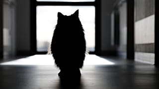 Eine Katze läuft durch einen Flur der Palliativstation des öffentlichen Krankenhauses in Boulogne-sur-Mer im Norden Frankreichs, Donnerstag, 20. November 2025.