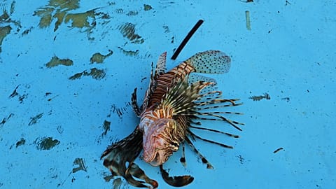 A lionfish is seen on a fishing boat off the coast of Larnaca, Cyprus, in the eastern Mediterranean, early Saturday, Dec. 20, 2025. 