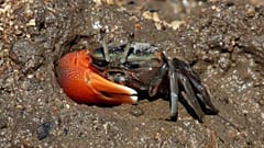 Eine zusammengedrückte Winkerkrabbe auf der Insel Rinca in Indonesien.