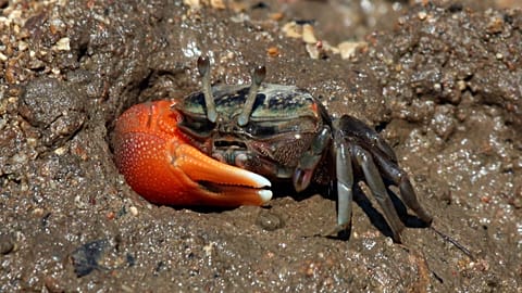 A compressed fiddler crab in Rinca, Indonesia.