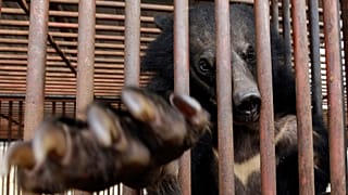 In this photo taken on Jan. 24, 2014, a bear looks out from a cage at a bear farm in Dangjin, South Korea.