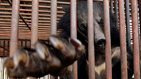 In this photo taken on Jan. 24, 2014, a bear looks out from a cage at a bear farm in Dangjin, South Korea.