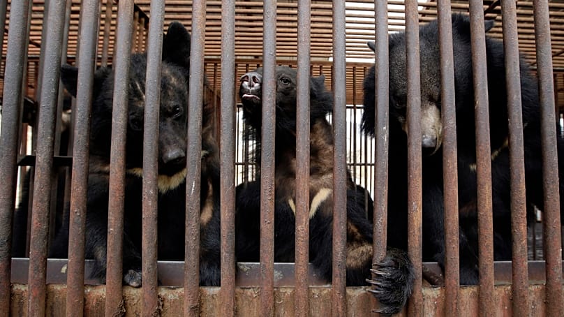 در این عکس که در ۲۴ ژانویه ۲۰۱۴ گرفته شده، خرس‌ها از داخل قفس در یک مزرعه خرس در دانگجینِ کره جنوبی بیرون را نگاه می‌کنند. 