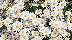 Margaritas blancas en flor, 16 de junio de 2019. 