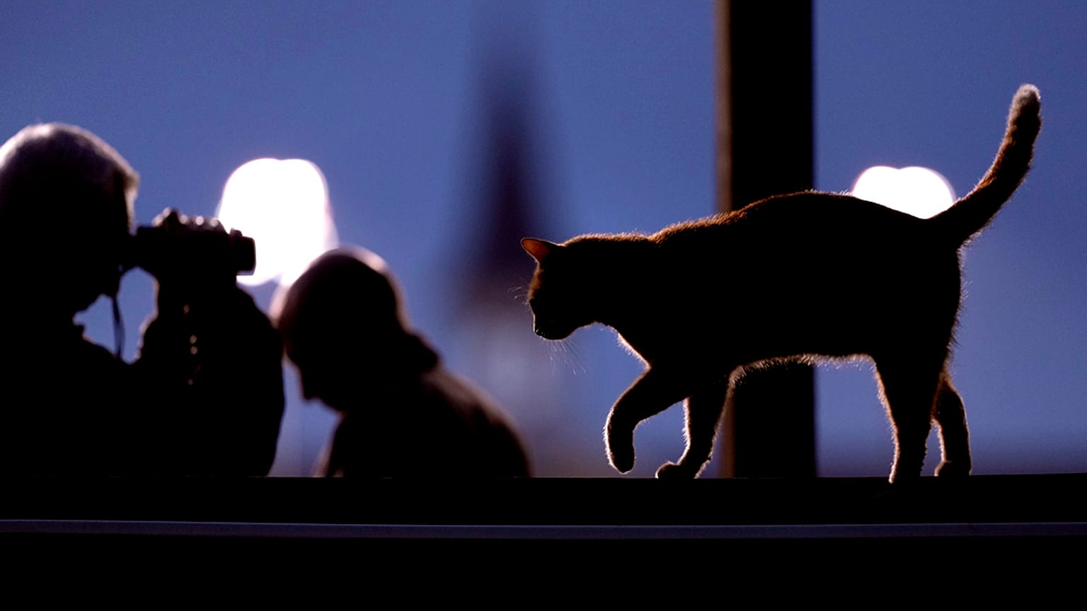 قط تسير بجانب أشخاص يشاهدون تدريبات السباق في تشيرتشيل داونز يوم الثلاثاء 30 أبريل 2024