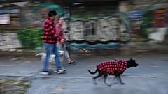 Ein Ehepaar geht mit seinen Hunden spazieren, nachdem es sein Haus wegen eines Erdbebens in Mexiko-Stadt verlassen hat, 2. Januar 2026