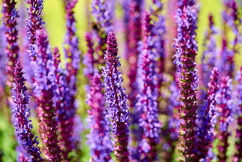 Laut Fraser könnte die Welt derzeit mehr Violett gebrauchen.