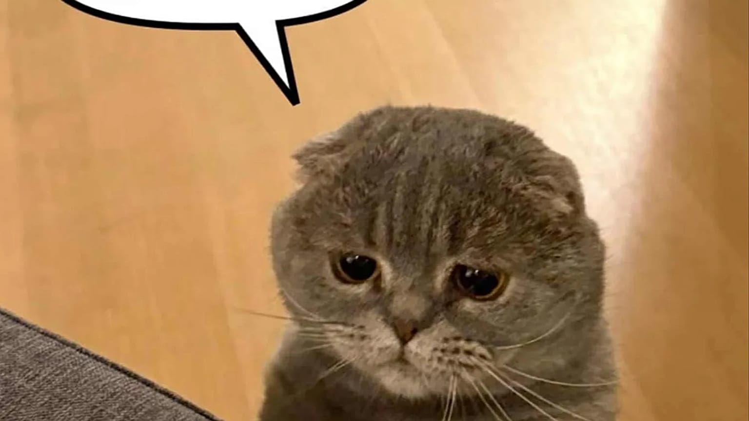 Maximus Textoris Pulcher, ''Bana ‘hayır’ diyebilir misin?” diye soruyor.