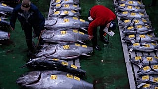 Des grossistes examinent du thon rouge lors de la vente aux enchères de thon du Nouvel An au marché aux poissons de Toyosu, à Tokyo. 5 janvier 2026.