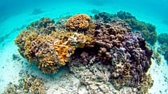 Dieses Archivfoto vom 26. November 2009 zeigt in den Gewässern vor Waimanalo auf Hawaii eine orangefarbene geringelte Reiskoralle (Montipora patula).