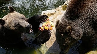 دب يأكل الفواكه المثلجة بعد أن قدّم القائمون على حدائق الحيوان طعامًا مجمّدًا للحيوانات للحفاظ على برودتها مع ارتفاع درجات الحرارة، في حديقة حيوانات روما