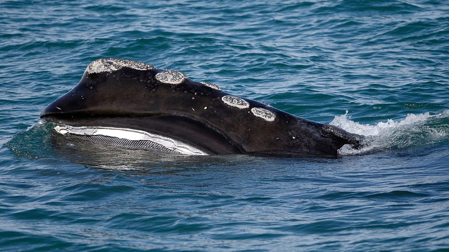 Foto de archivo, una ballena franca del Atlántico Norte se alimenta en la superficie de la bahía de Cape Cod, frente a Plymouth, Massachusetts, el 28 de marzo de 2018.