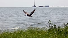 Um pelicano sobrevoa nova vegetação palustre junto a um projeto estatal de dragagem, perto da ilha East Grand Terre, onde o Golfo do México encontra a Baía Barataria.
