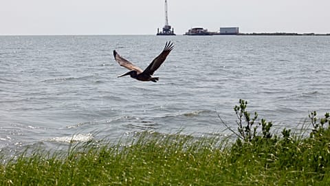 A pelican flies over new marsh grass in front of a state-initiated dredging project near East Grand Terre Island, where the Gulf of Mexico meets Barataria Bay.