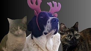 Eros, Matmazel, Cezve.