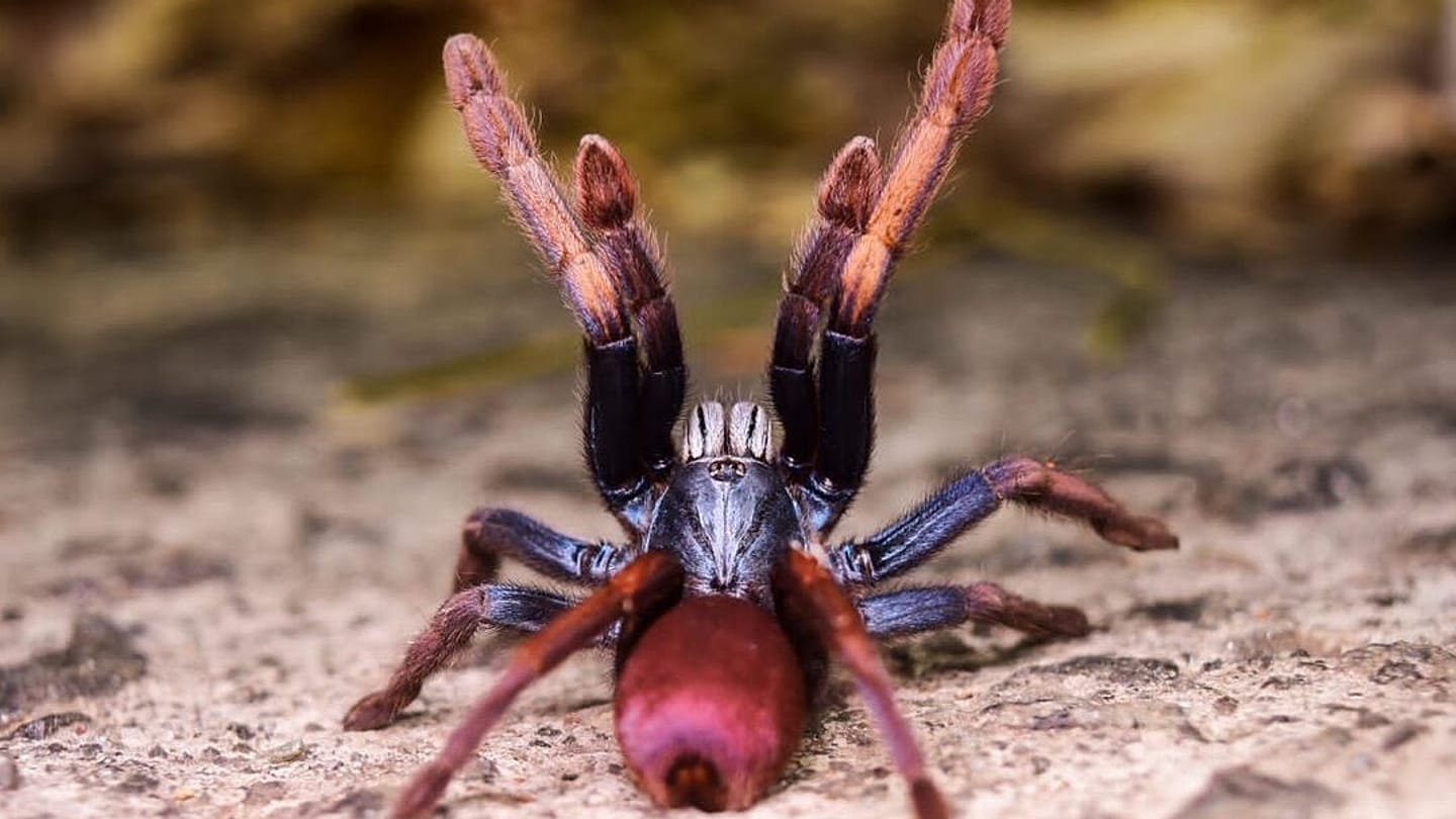 9 of the World's Deadliest Spiders | Black Widow, Australian Funnel Web,  Brown Recluse, \u0026 Facts | Britannica, image size:1440x810