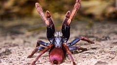 Cilantica devamatha, auch bekannt als LSD-Erdtiger oder Indische Regenbogen-Vogelspinne