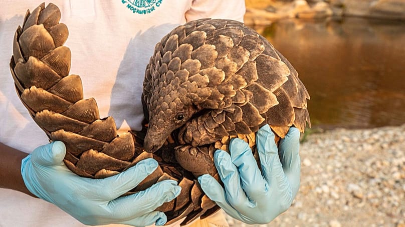 Alfredo Gotine elengedi Joana nevű, nőstény Temminck-féle tobzoskát. 