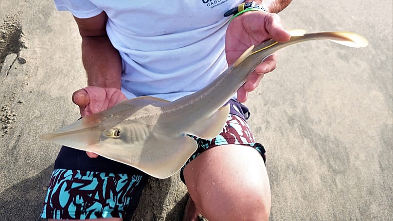 Fiatal feketeállú gitárráját kezelnek megfigyelési célból a Biosfera munkatársai Cabo Verdében.