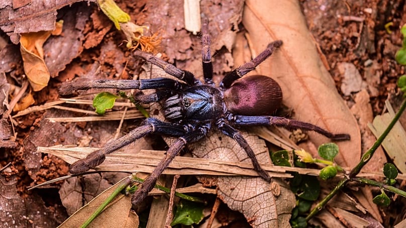Egy nőstény Cilantica devamatha, irizáló színezetű madárpókfaj.