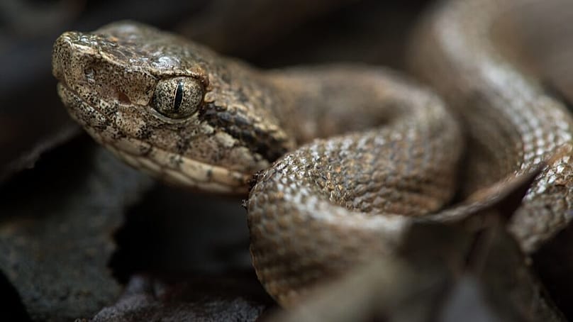 Saint Lucia-i fer-de-lance (Bothrops caribbaeus) II.