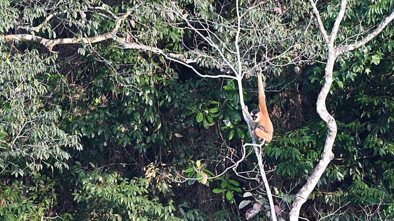 Az AB csapat újszülött gibbonja 2024. november 20-án rögzítve Lung Namban, a Lung Day kutatótáborban.